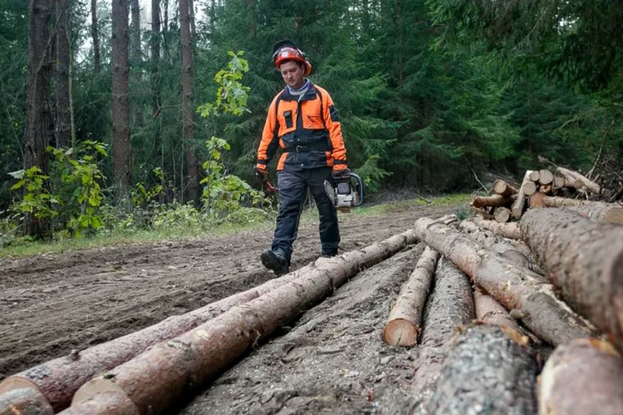В Беларуси упростили порядок реализации деловой древесины – можно приобретать напрямую в лесхозах