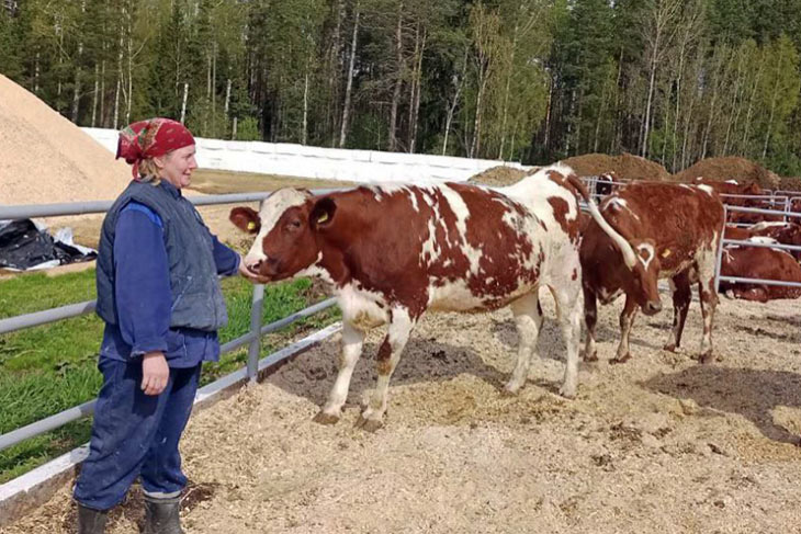 В Беларуси выводят уникальную породу коров – их молоко пить смогут даже аллергики