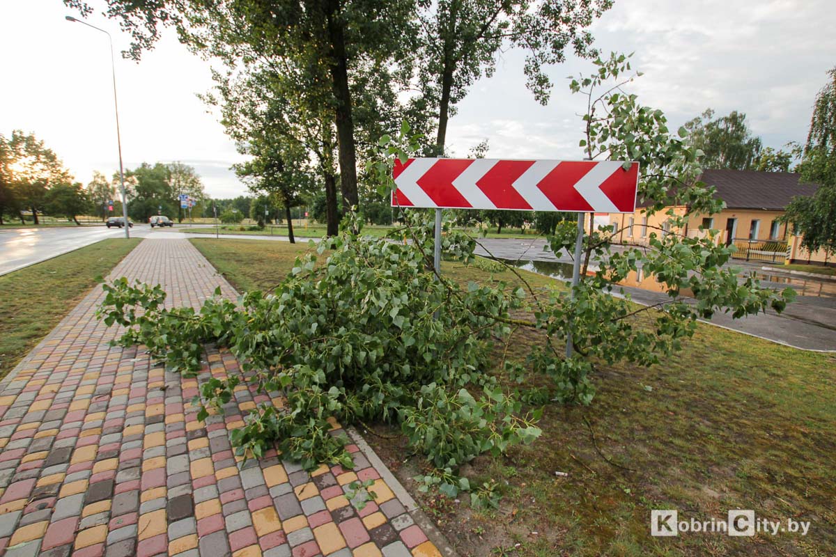 Ливень и гроза 20 июня в Кобрине повалили десятки деревьев