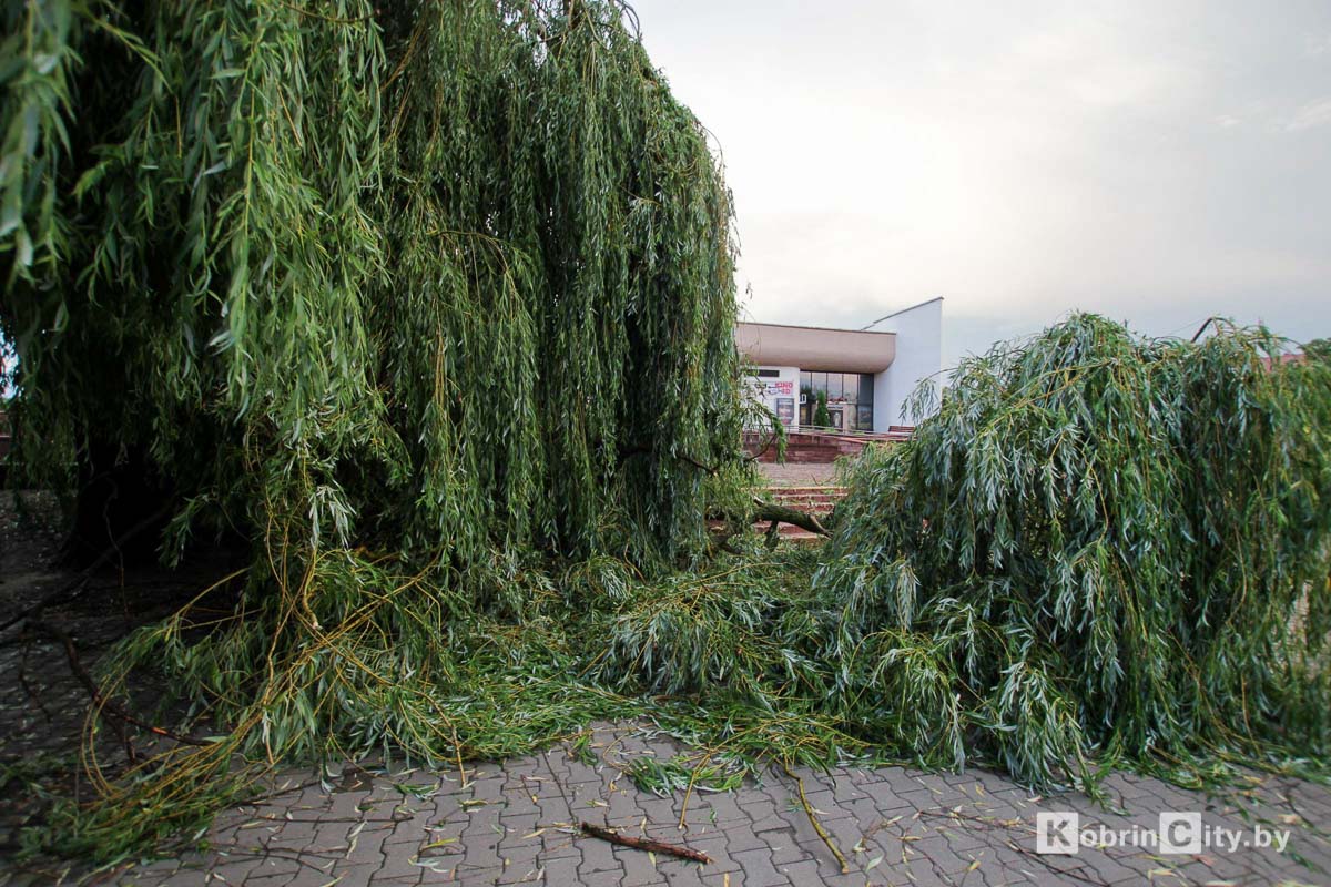 Ливень и гроза 20 июня в Кобрине повалили десятки деревьев
