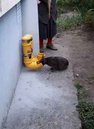В Беларуси появилась первая стационарная поилка и кормушка для бездомных котов