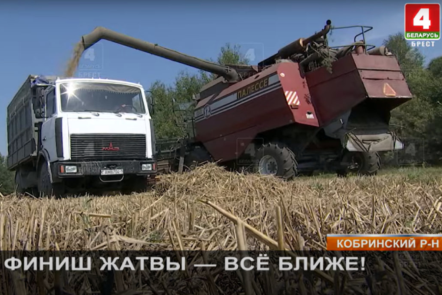 В Кобринском районе завершают жатву — экипажи рассказали, как прошла уборочная