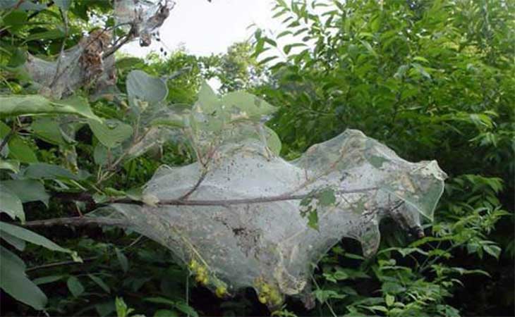 belaya babothka 07