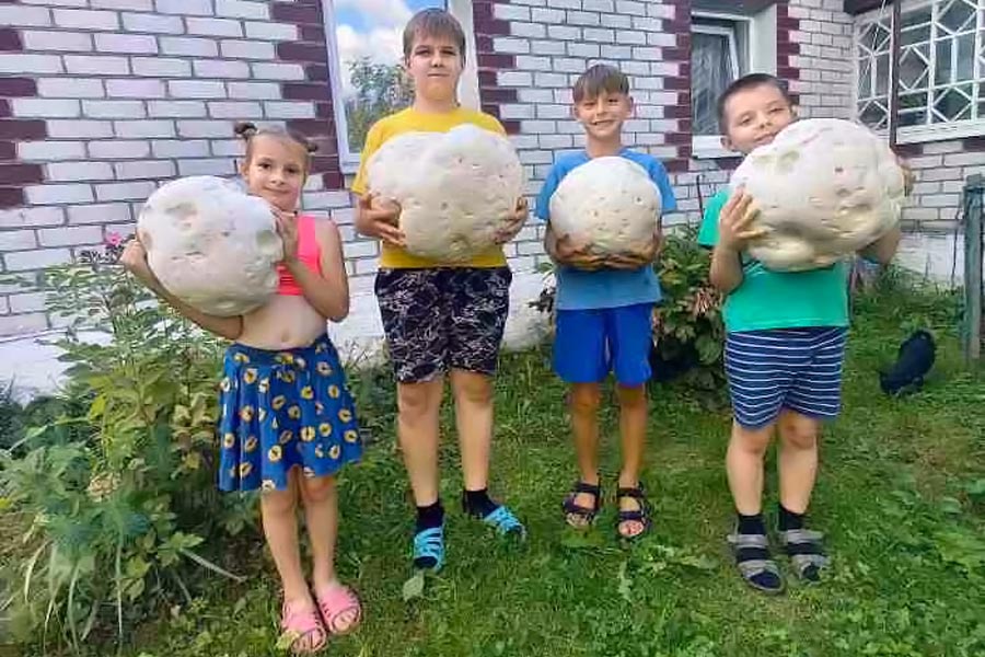 Семья из Беларуси нашла на своём участке съедобные грибы размером с баскетбольный мяч