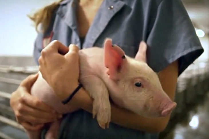 Африканская чума свиней — владельцев животных в Кобринском районе предупреждают об угрозе вируса
