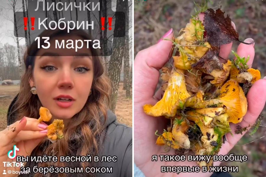 Под Кобрином в марте собирают лисички. Такое возможно?