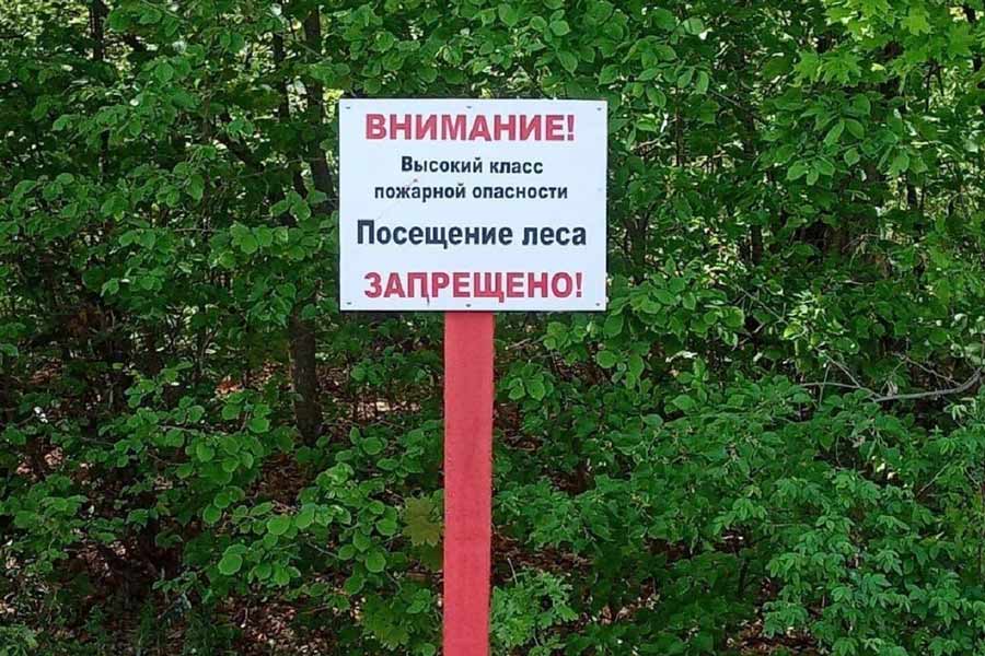 В Кобринском районе с 25 июня введён запрет на посещение лесов: что нужно знать
