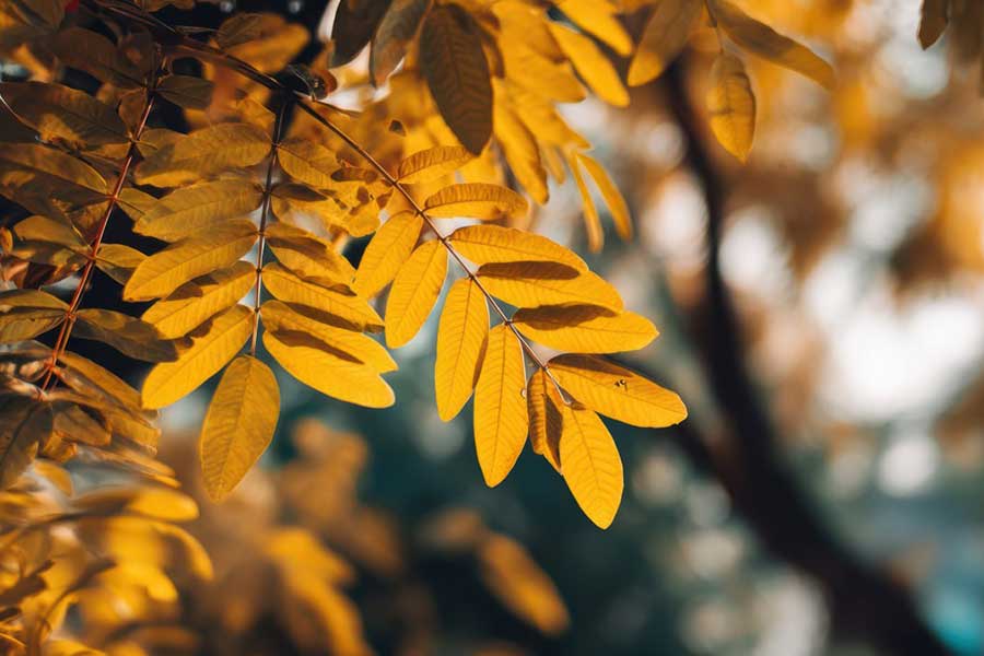 Синоптики обещают настоящее бабье лето на выходных: как долго продлится это счастье