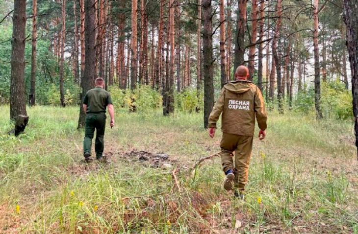 В выходные леса Беларуси под усиленным патрулированием: что грозит нарушителям запрета