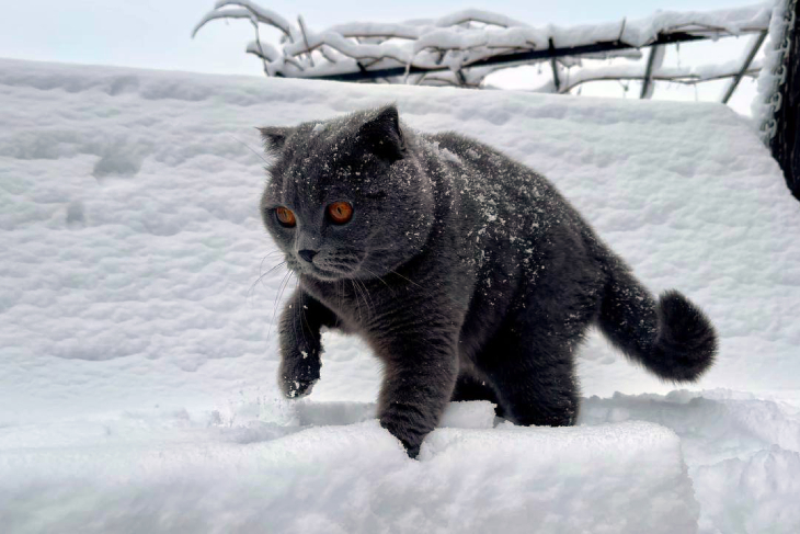 В Кобрине рабочая неделя начнется с -23°C, морозы обещают до среды — о погоде со 2 по 6 февраля