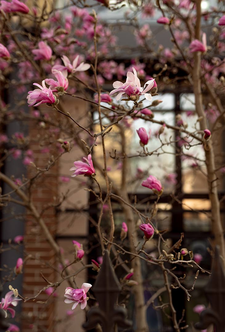 magnoliya 02 310326