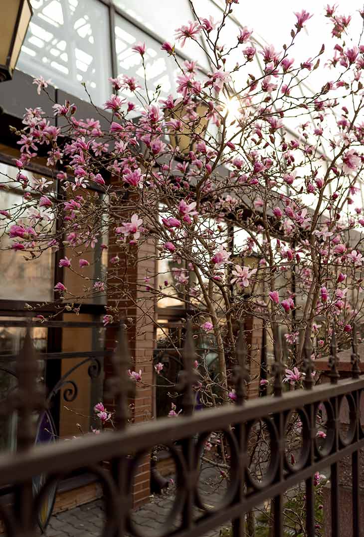 magnoliya 03 310326