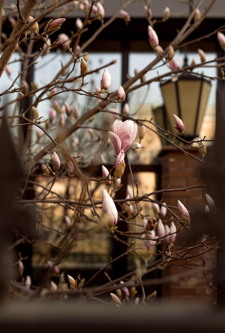 magnoliya 04 310326