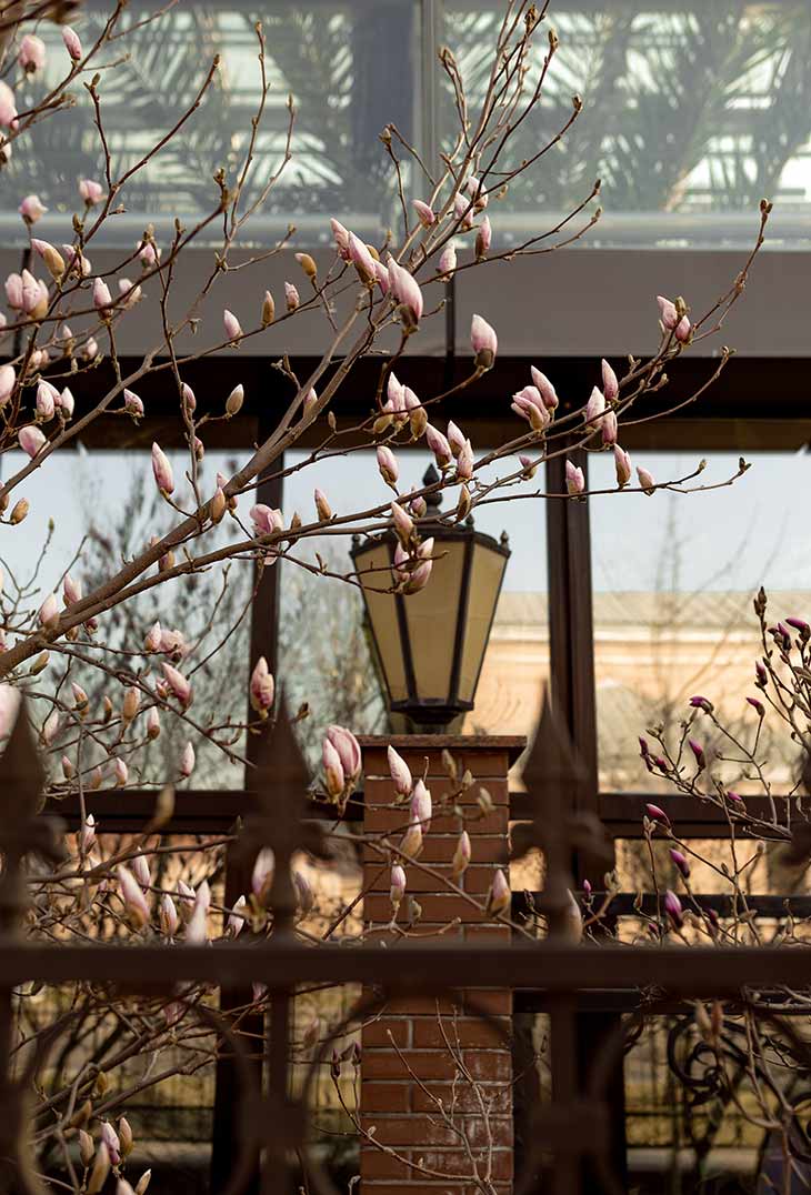 magnoliya 05 310326