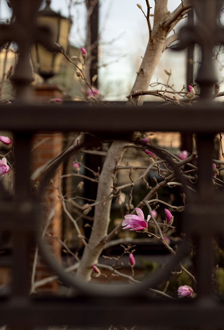 magnoliya 06 310326