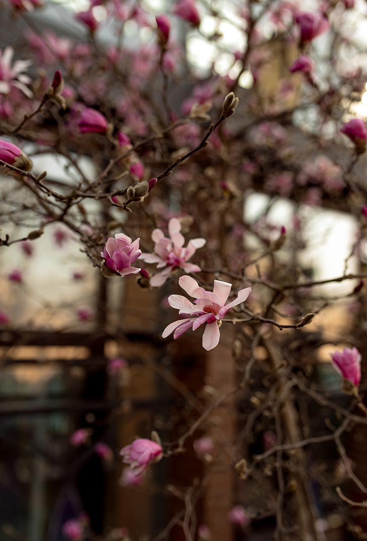 magnoliya 07 310326