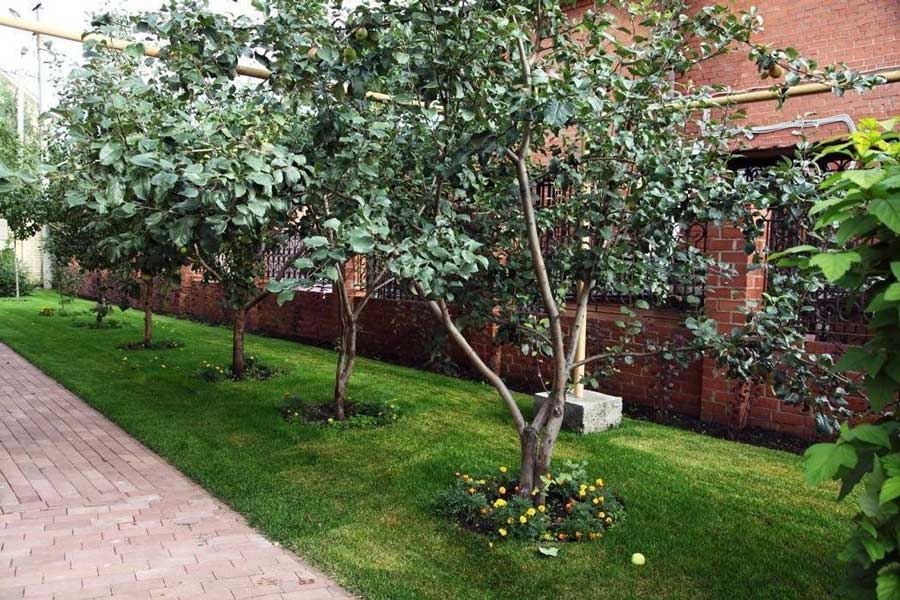 Сад в законе: как правильно высаживать деревья и кустарники, чтобы избежать ссор с соседями