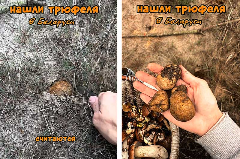 Под Кобрином нашли трюфели? Собирать такие грибы опасно по двум причинам 