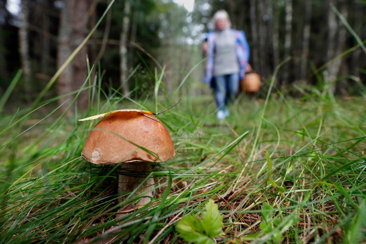 Налог на сбор грибов и ягод — белорусы начали платить за лесные дары