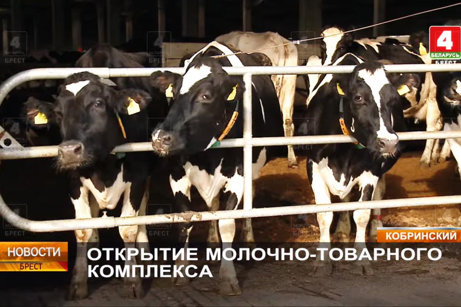 В Кобринском районе открыли крупный молочно-товарный комплекс