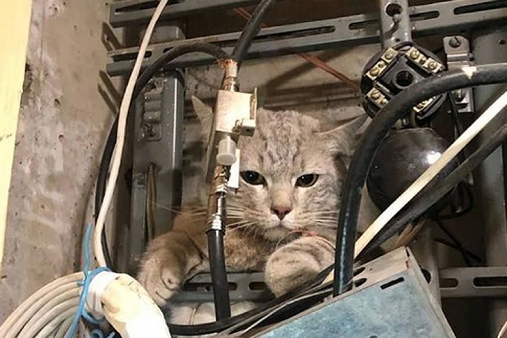В Ивацевичах женщина погибла от удара током, спасая кота из электрощитовой