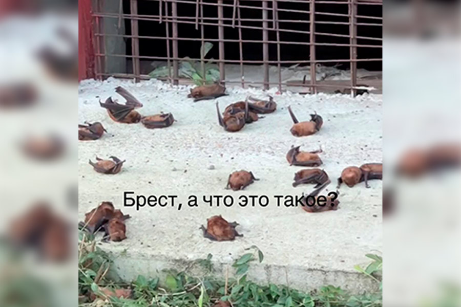 Во дворе брестской многоэтажки на земле нашли десятки летучих мышей: эксперт объяснил, что могло произойти