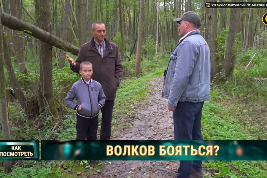 Убитый в заказнике «Выгонощанское» волк не был бешеным: сотруднику назначен штраф