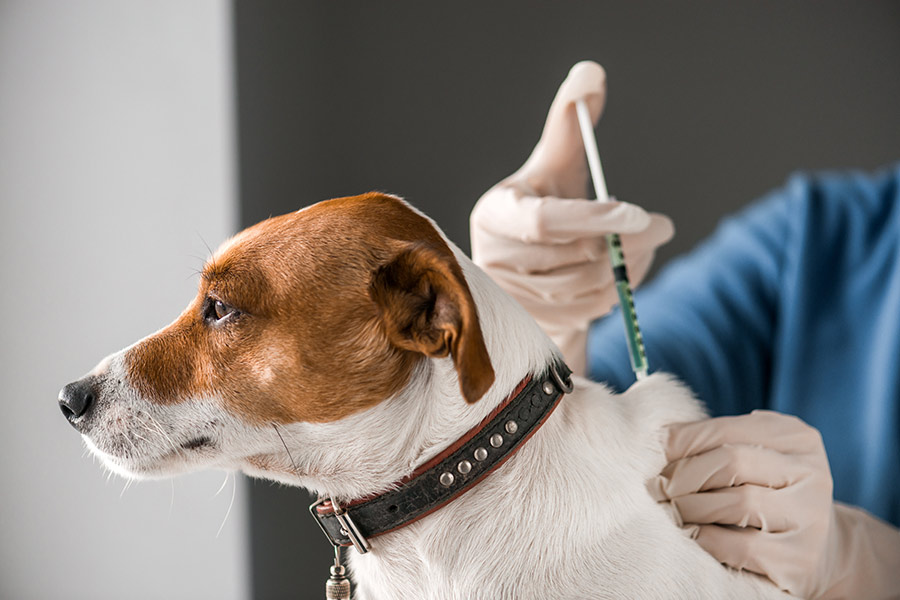 23 мая в Кобрине проведут бесплатную вакцинацию животных от бешенства: условие и время