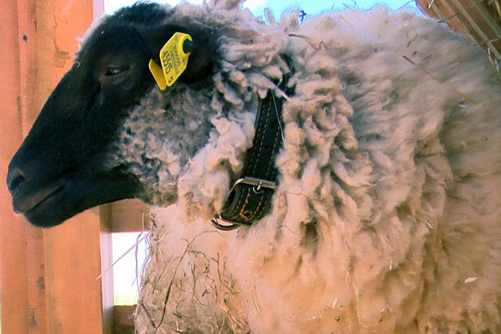 Фермер из-под Кобрина представил на выставке «Белагро» овец английской породы суффолк  