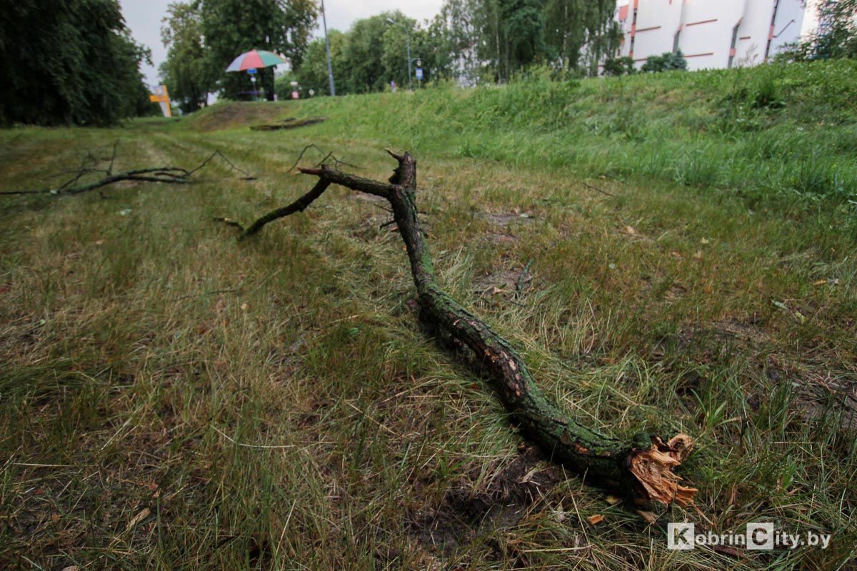 Ливень и гроза 20 июня в Кобрине повалили десятки деревьев