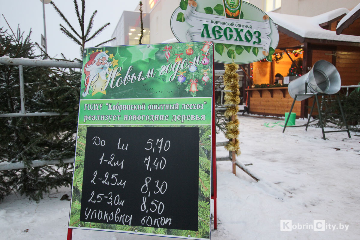 В Кобрине начали продавать живые ёлки