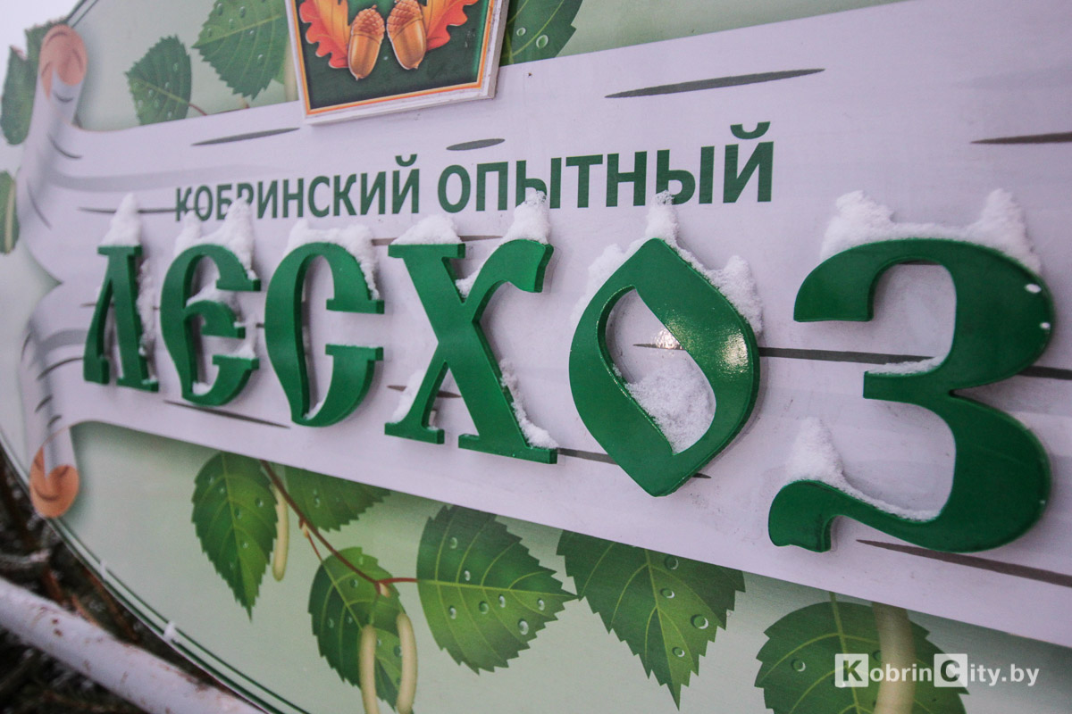 В Кобрине начали продавать живые ёлки