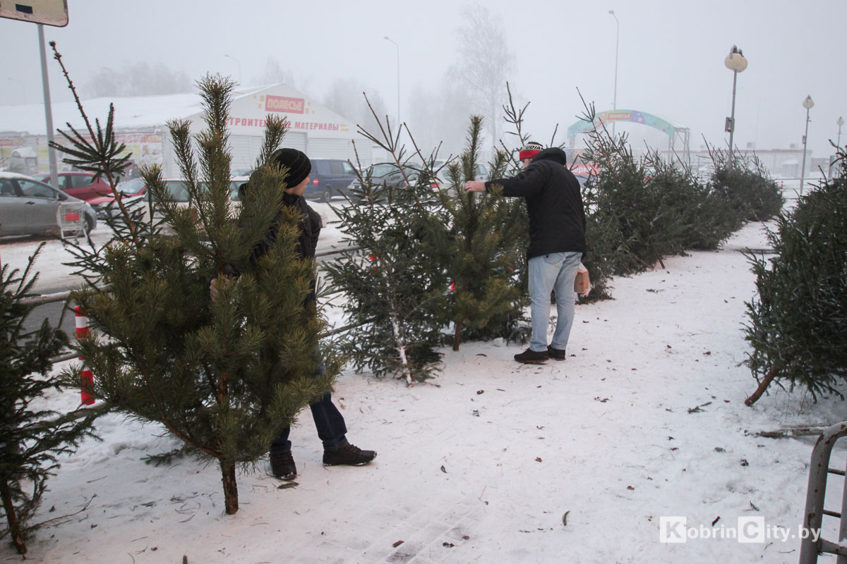 В Кобрине начали продавать живые ёлки