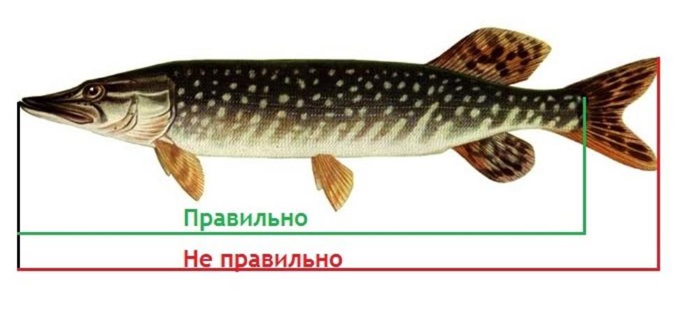Длина рыбы определяется