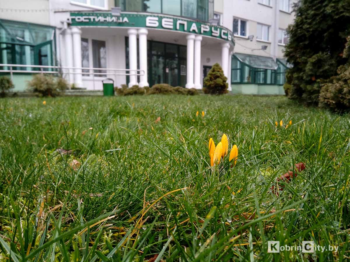 Такая зима. На клумбах в центре Кобрина расцвели крокусы