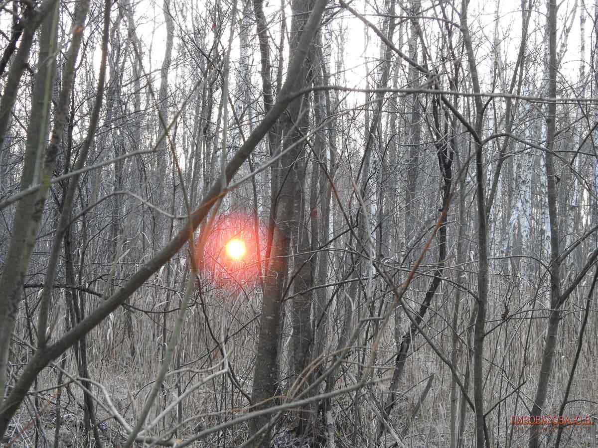 Рассвет в лесу – это настоящая сказка. Дивин