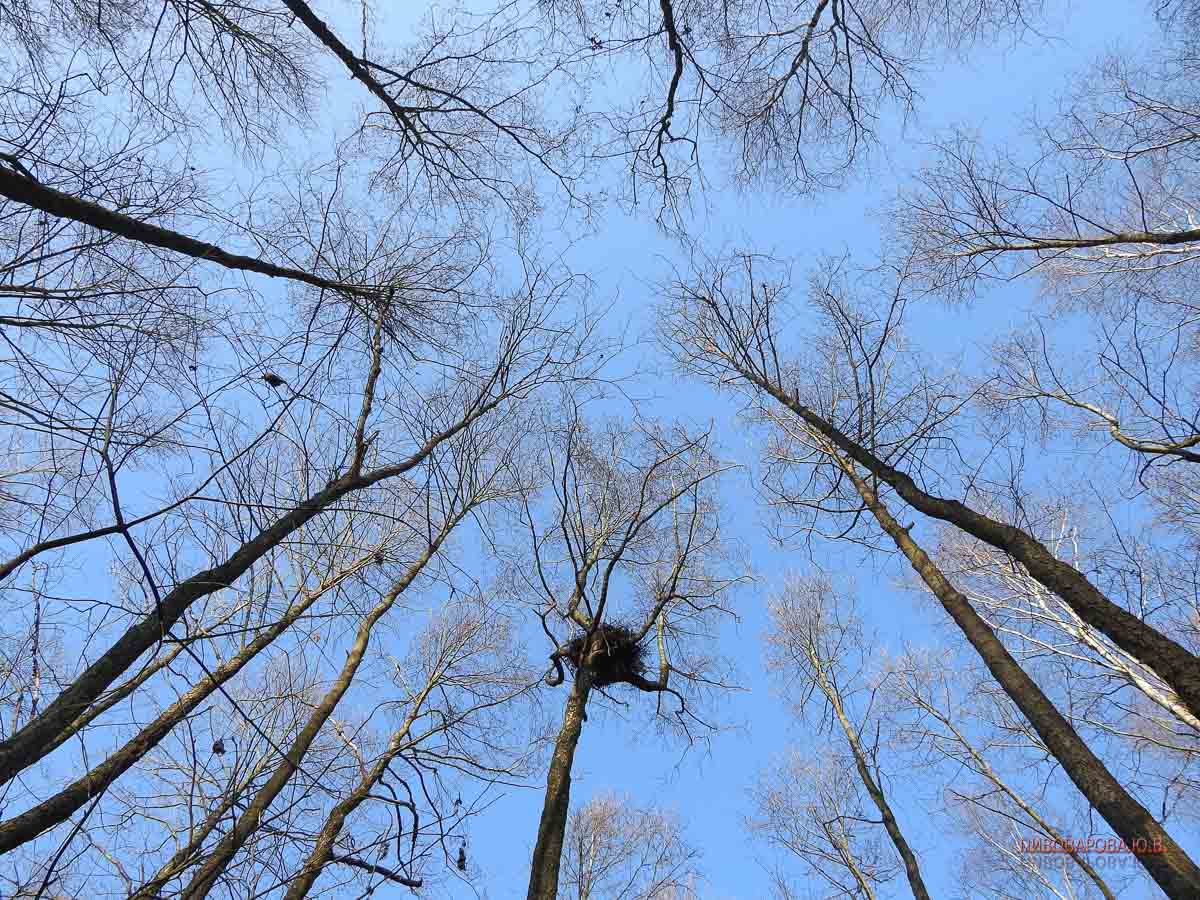 Рассвет в лесу –&nbsp;это настоящая сказка. Дивин