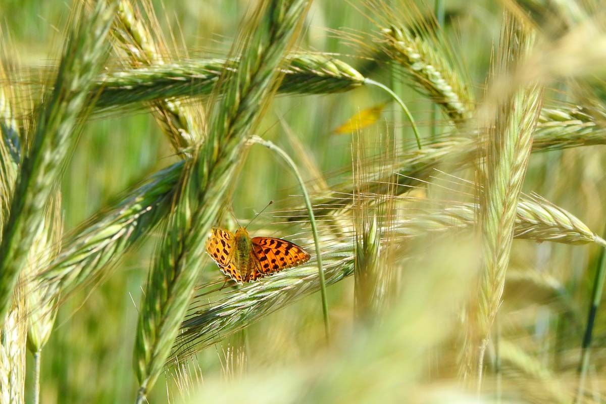 Юлия Пивоварова