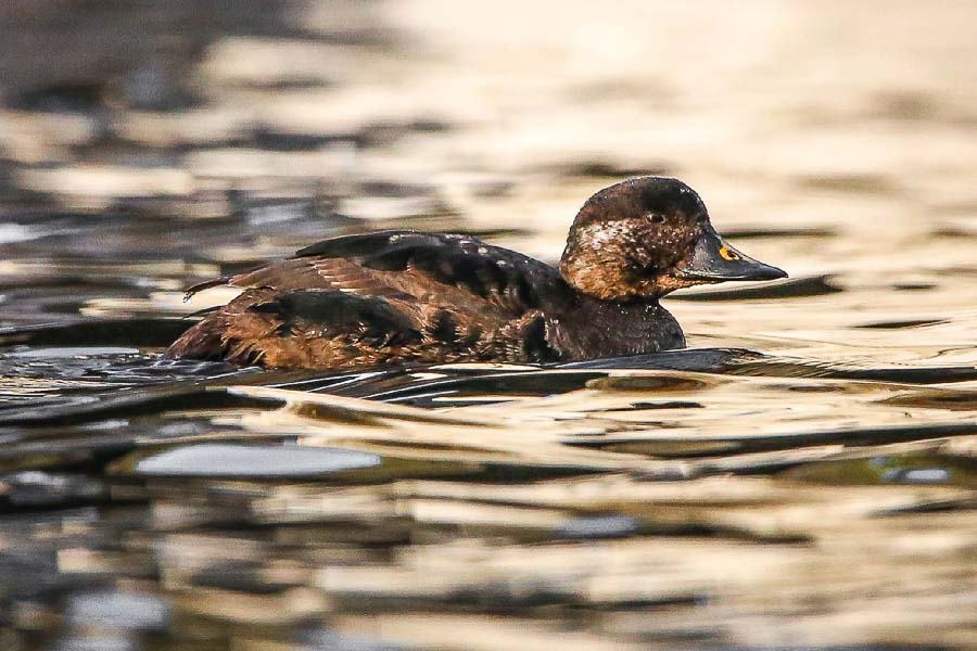Кобринчанин Виталий Некрашевич заметил редкую для Беларуси птицу. Фото