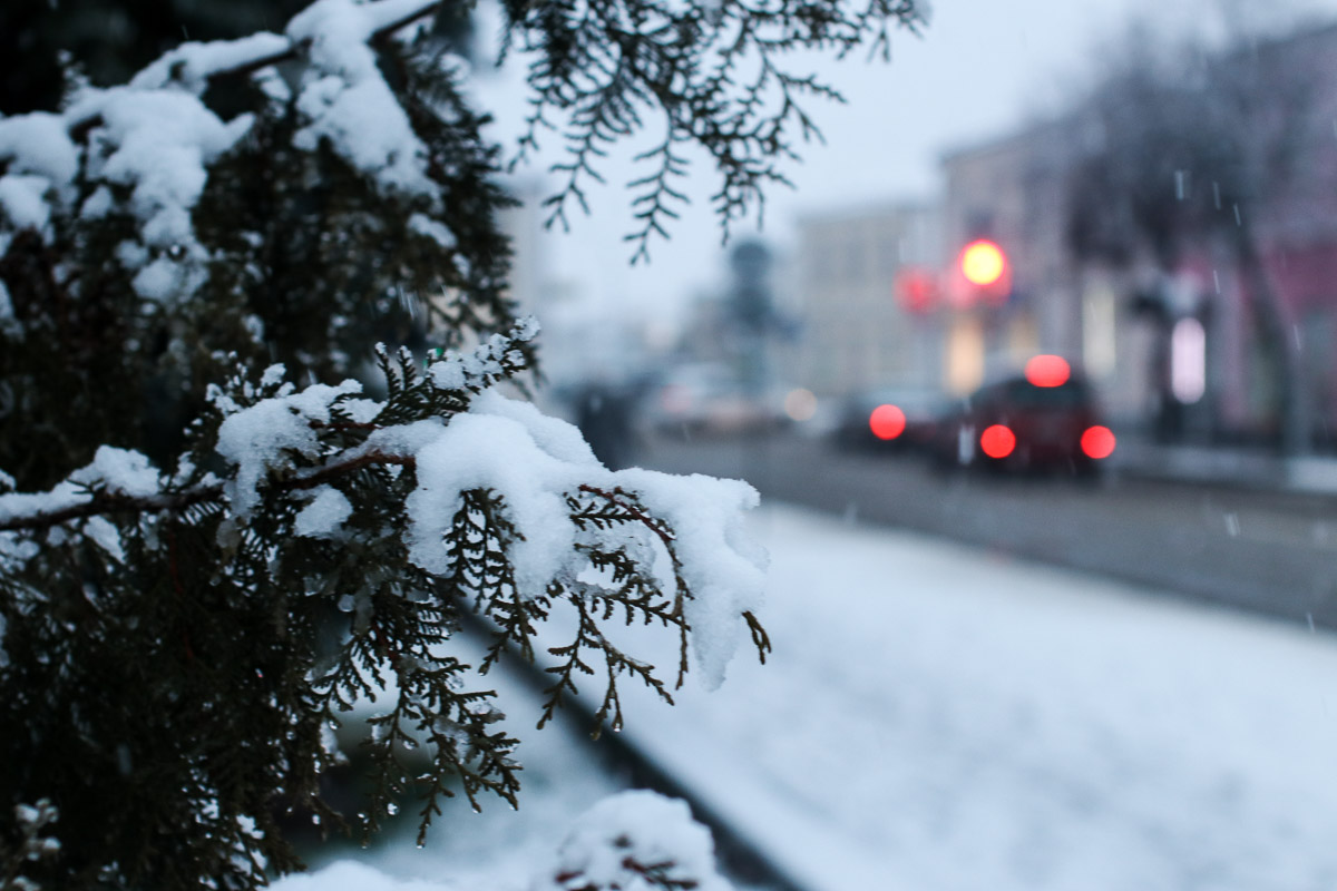 snow 2020 kobrin 008