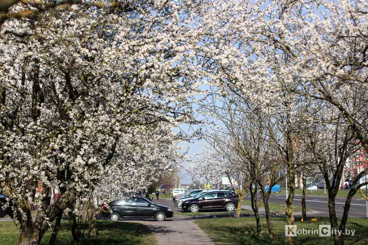 Весна в Кобрине 2020. Фоторепортаж