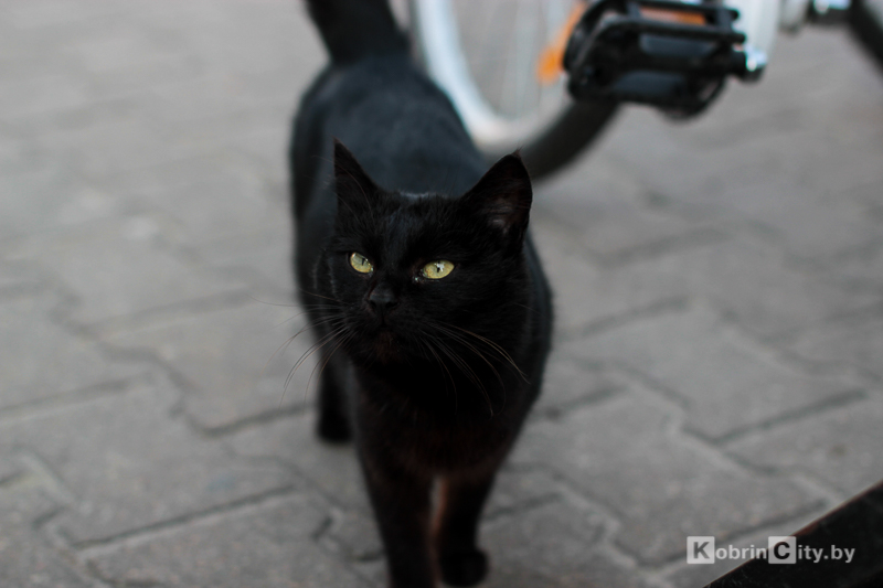 Весна пришла! Фоторепортаж с улиц Кобрина