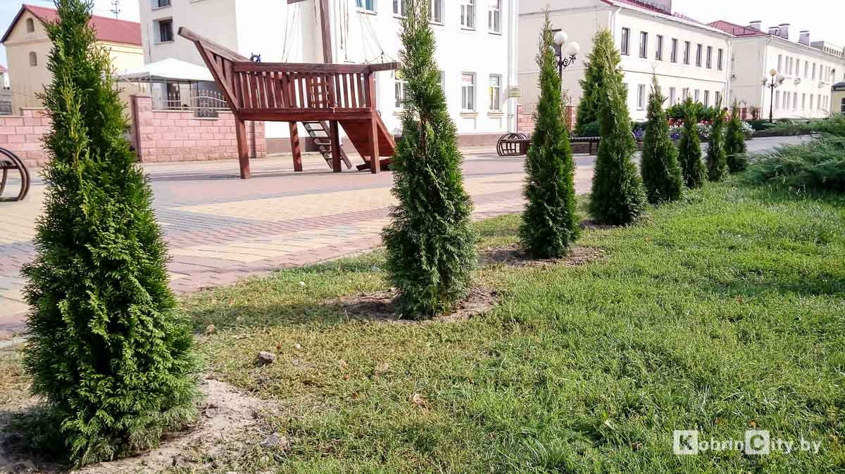 В центре Кобрина высадили туи
