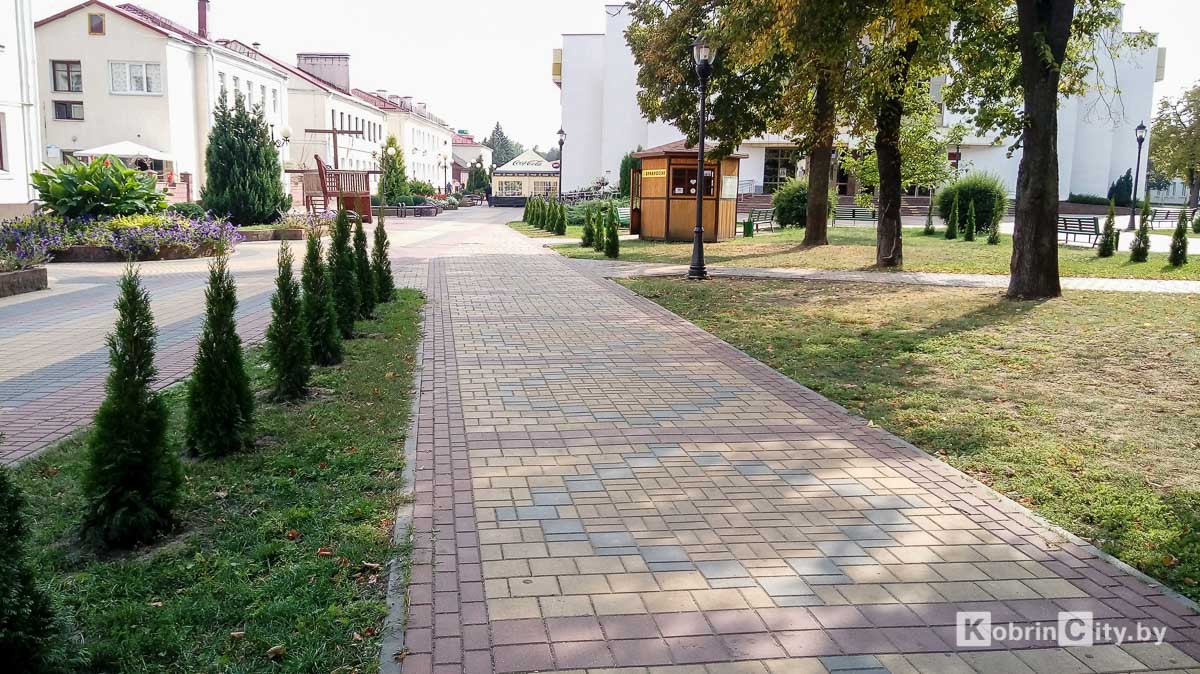 В центре Кобрина высадили туи