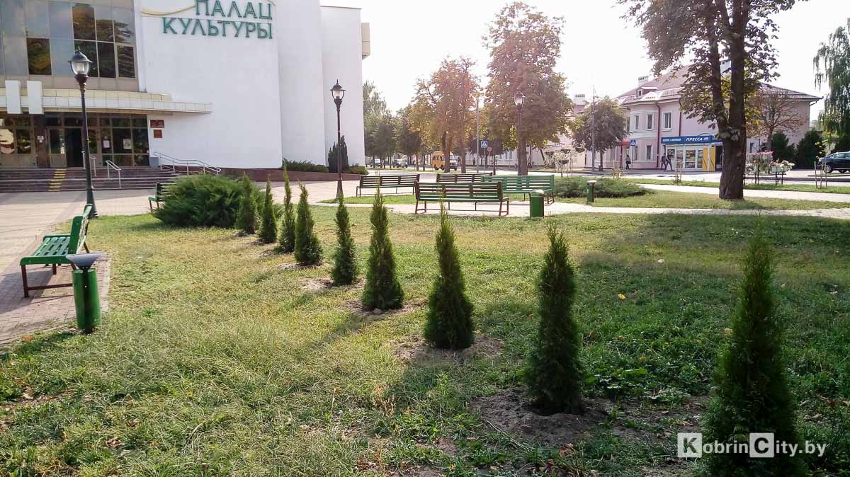 В центре Кобрина высадили туи