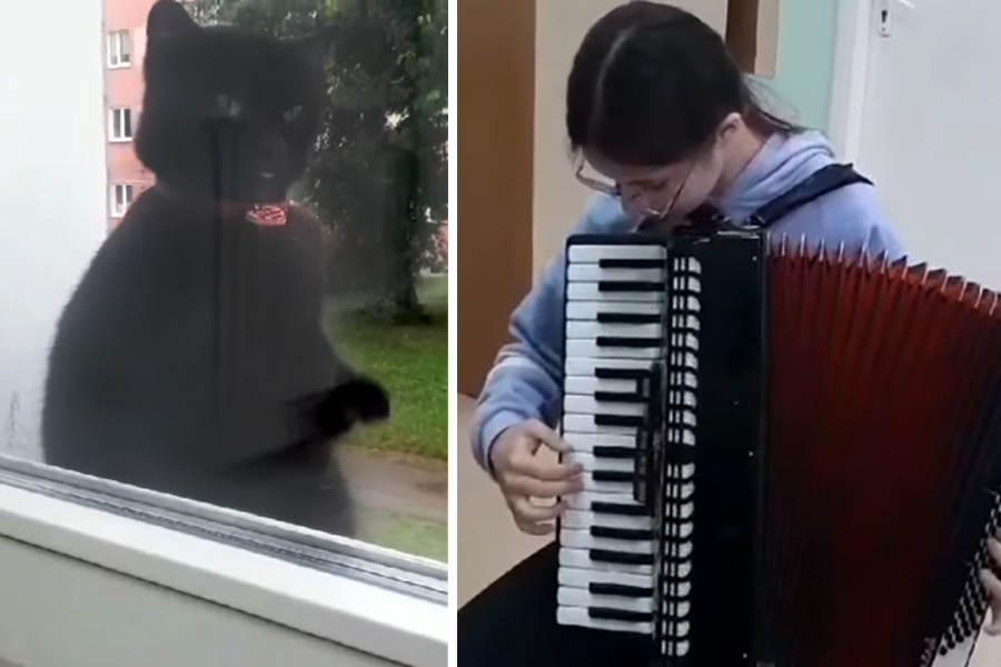 «Примите на хореографическое отделение»: в Беларуси кот устроил танцы под аккордеон в детской школе искусств