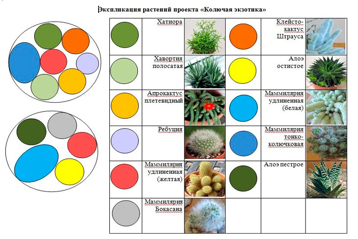 «Колючая экзотика» учащихся Залесской школы в числе победителей республиканского конкурса