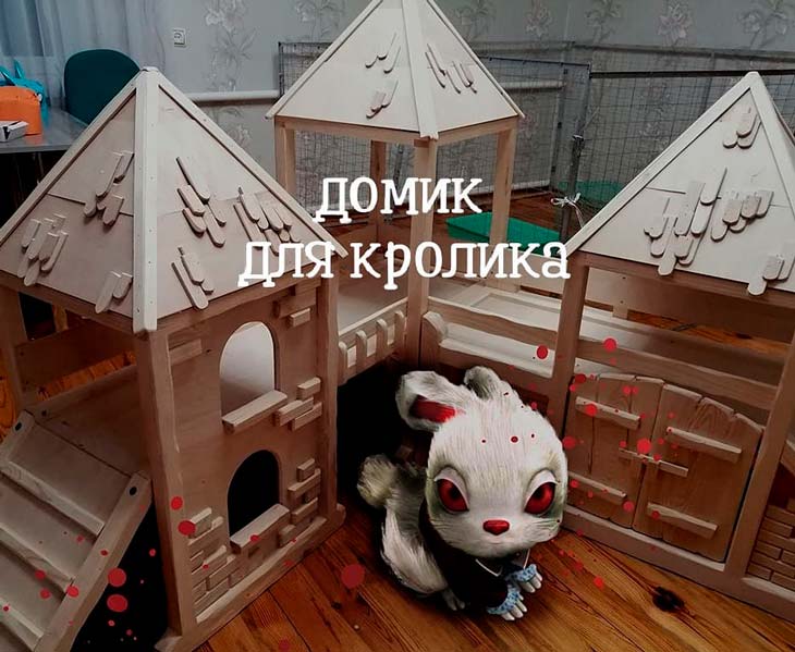14 krolik 150225