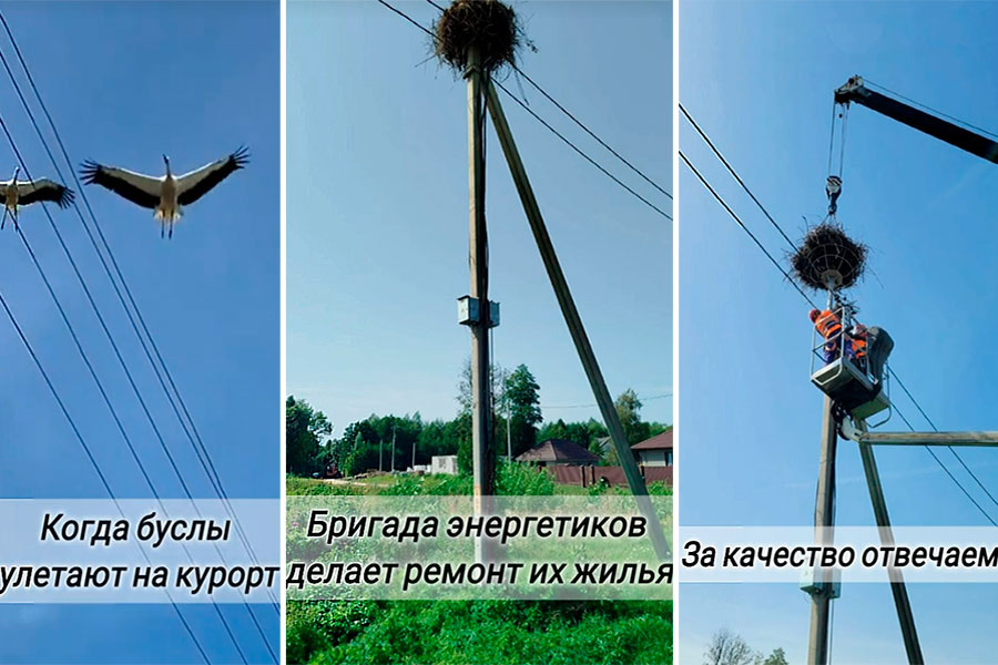 «Жилищный вопрос» аистов на Брестчине решают энергетики: устанавливают защитные платформы и переносят свитые гнёзда