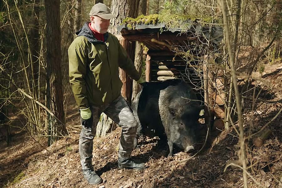 Почти как собака: как белорус приручил дикого кабана и почему Яша не убегает обратно в лес